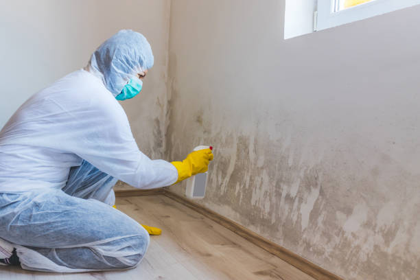 Licensed Mold Testing service in Revere, MA - WQB Mold Removal